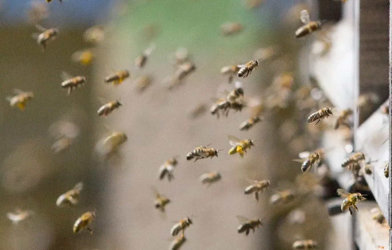 Bienen beim Bienenprodukte sammeln